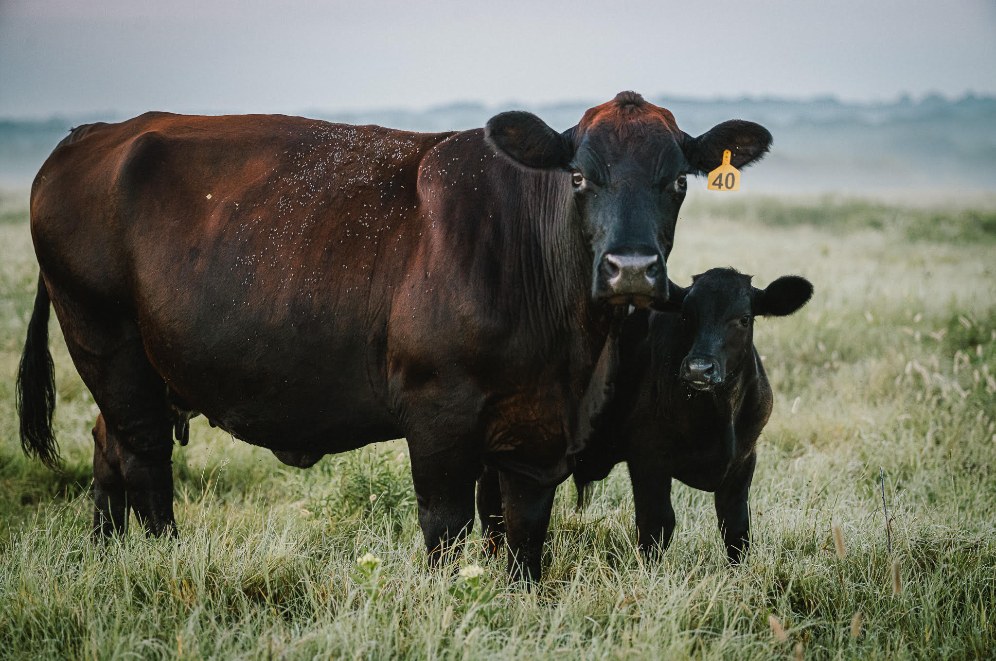 Red River Ranches Wagyu cattle