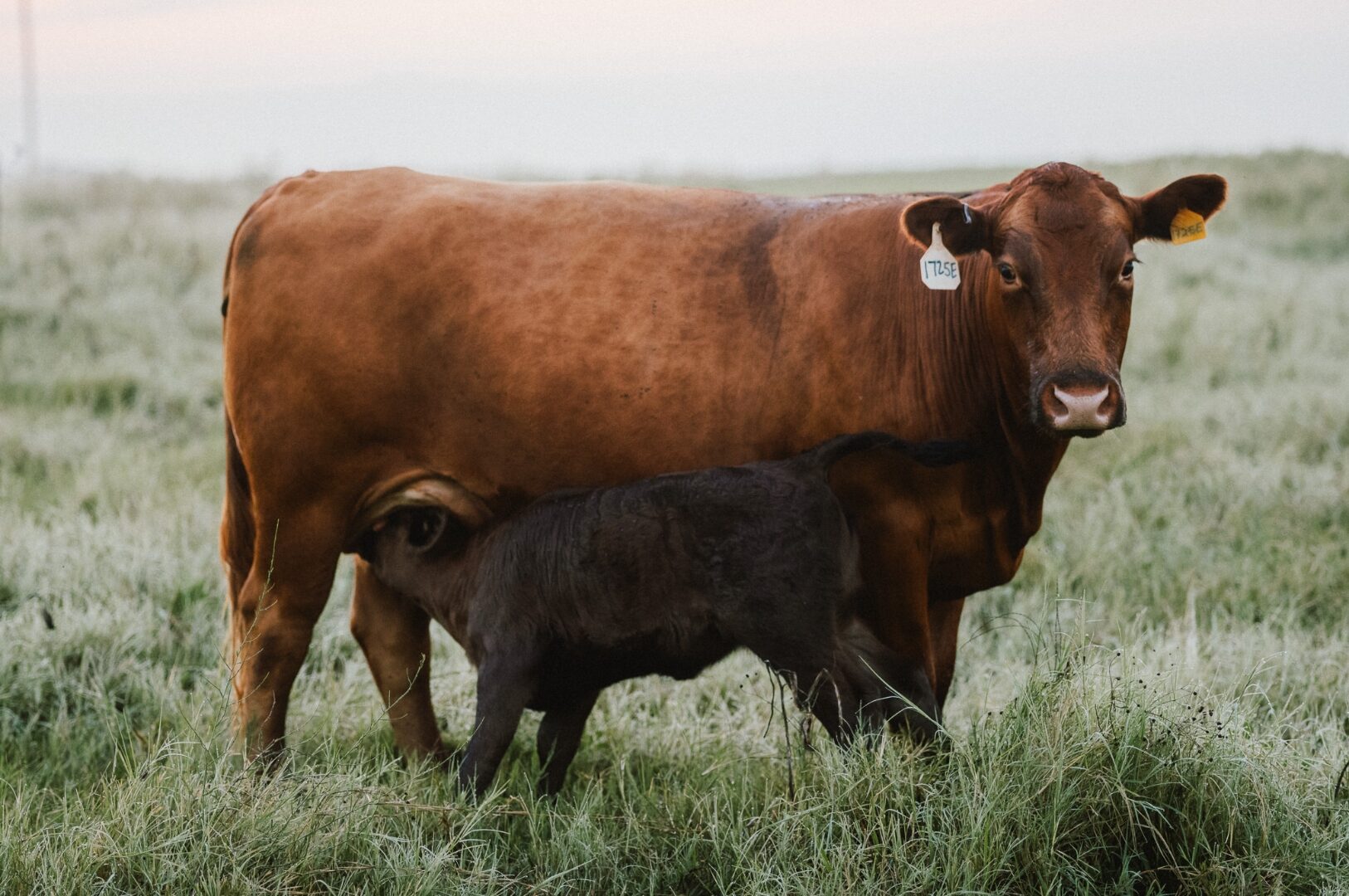 Red River Ranches Wagyu cow and calf