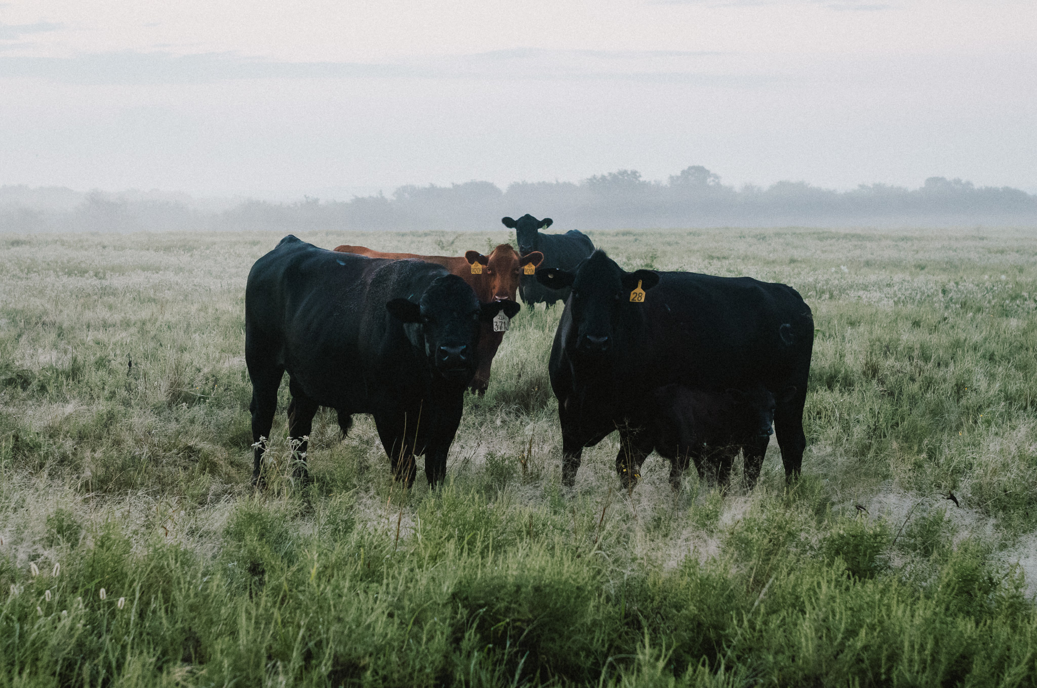 Red River Ranches cattle in morning mist
