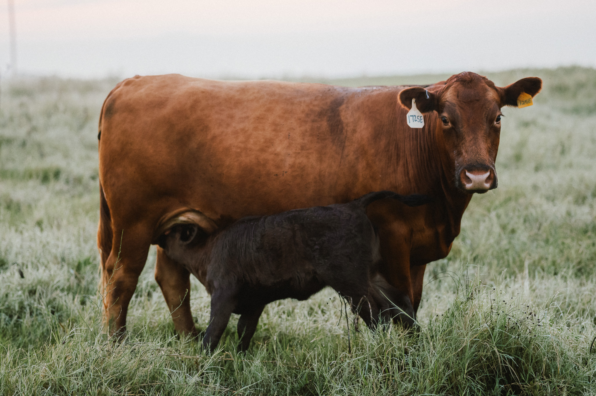 Red River Ranches Wagyu cow and calf